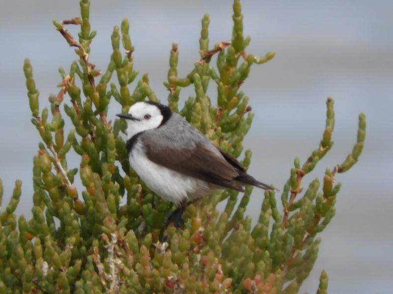 White-fronted Chat Photo by Jeff Harding