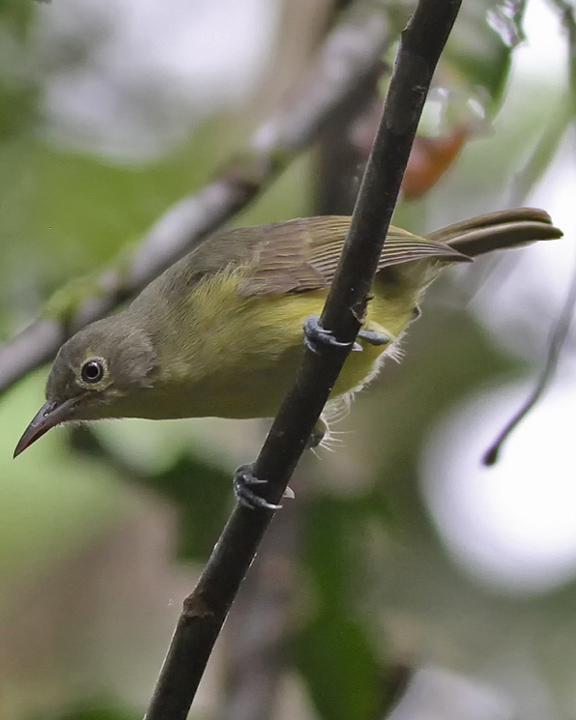 Green-backed Honeyeater Photo by Chris Wiley