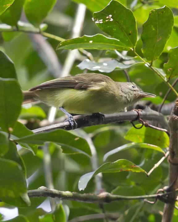 Green-backed Honeyeater Photo by Mat Gilfedder