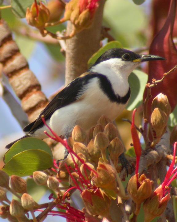 Banded Honeyeater Photo by Mat Gilfedder