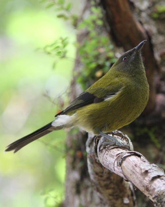 New Zealand Bellbird Photo by Mat Gilfedder