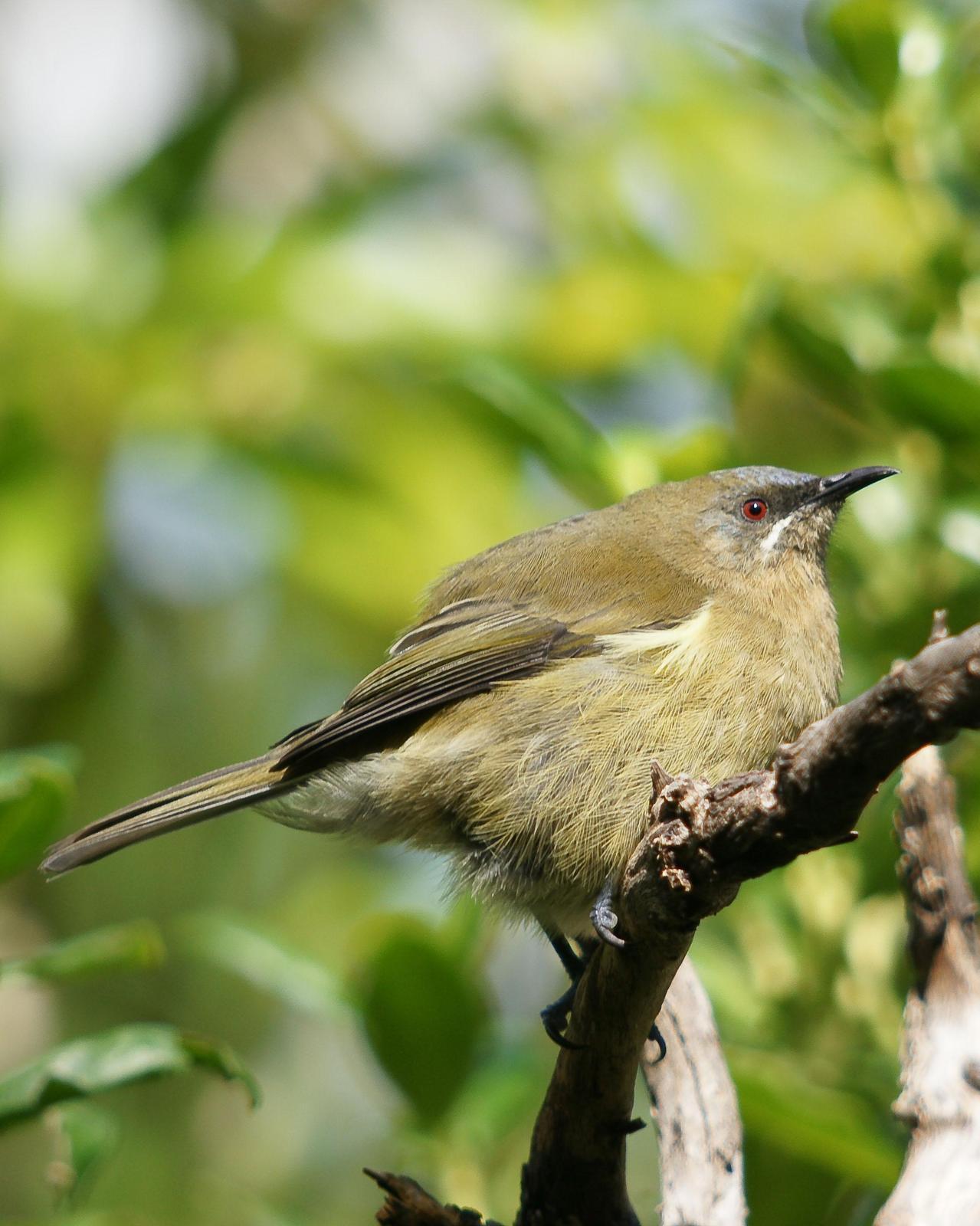 New Zealand Bellbird Photo by Steve Percival