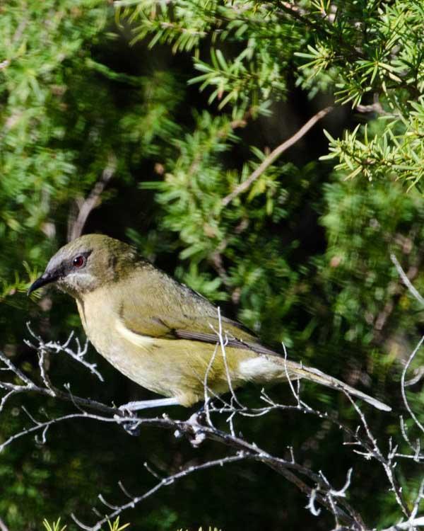 New Zealand Bellbird Photo by Bob Hasenick