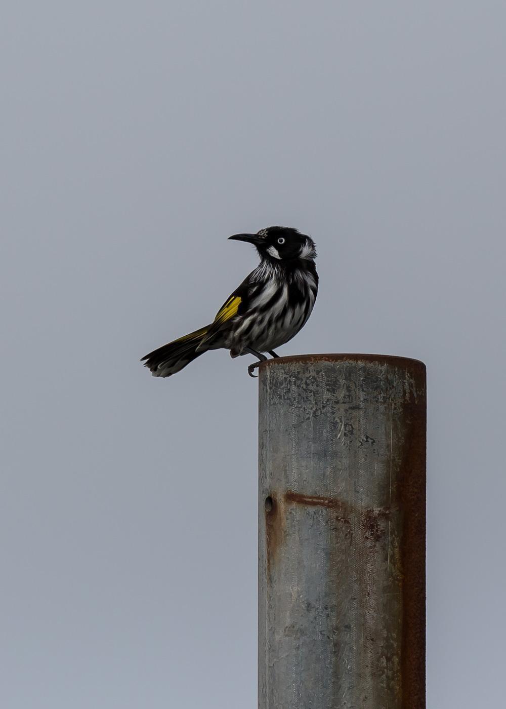 New Holland Honeyeater Photo by Roger Williams