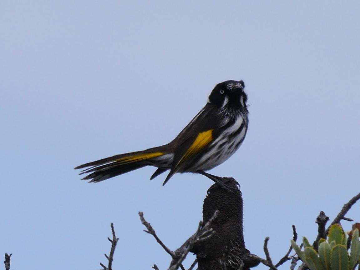 New Holland Honeyeater Photo by Peter Lowe