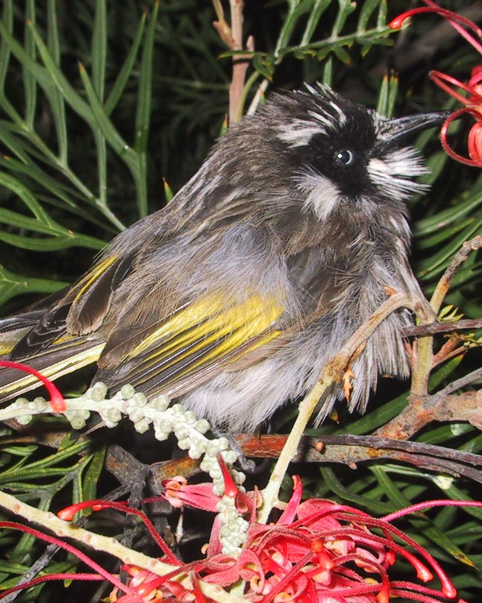 New Holland Honeyeater Photo by Peter Lowe