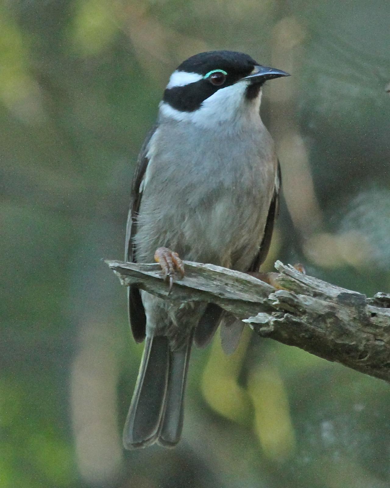 Strong-billed Honeyeater Photo by R. Bruce Richardson