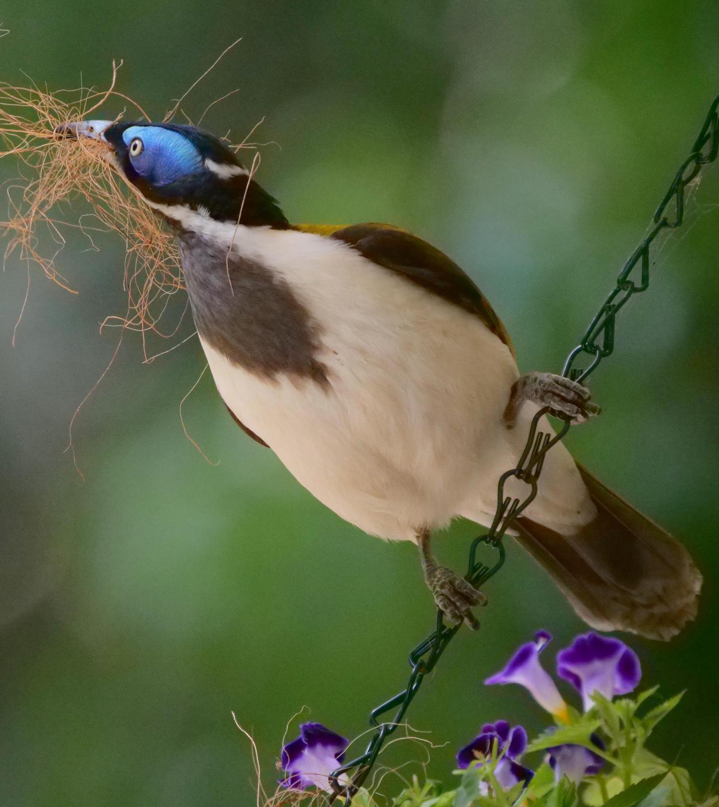 Blue-faced Honeyeater Photo by Peter Lowe