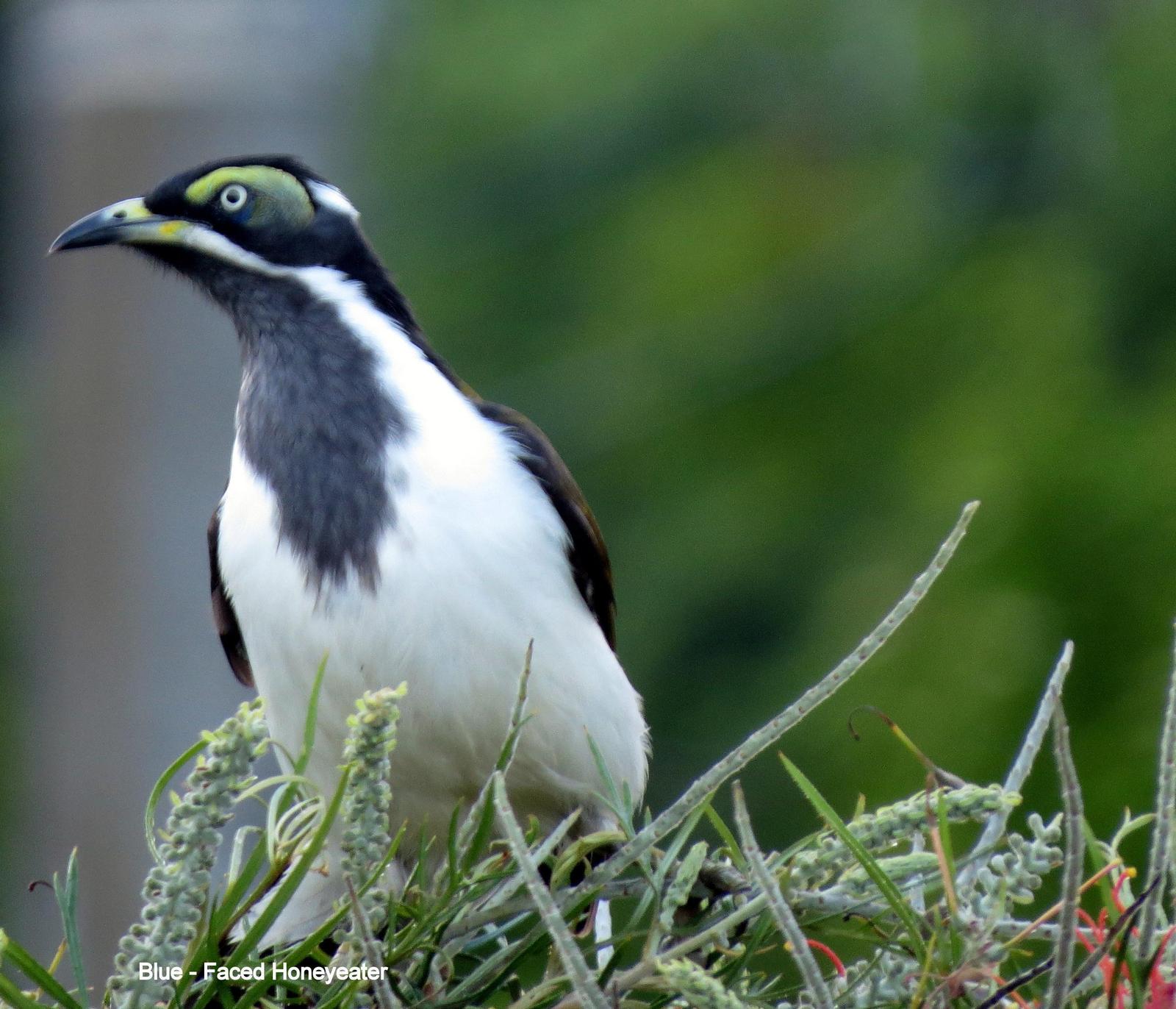 Blue-faced Honeyeater Photo by Richard  Lowe