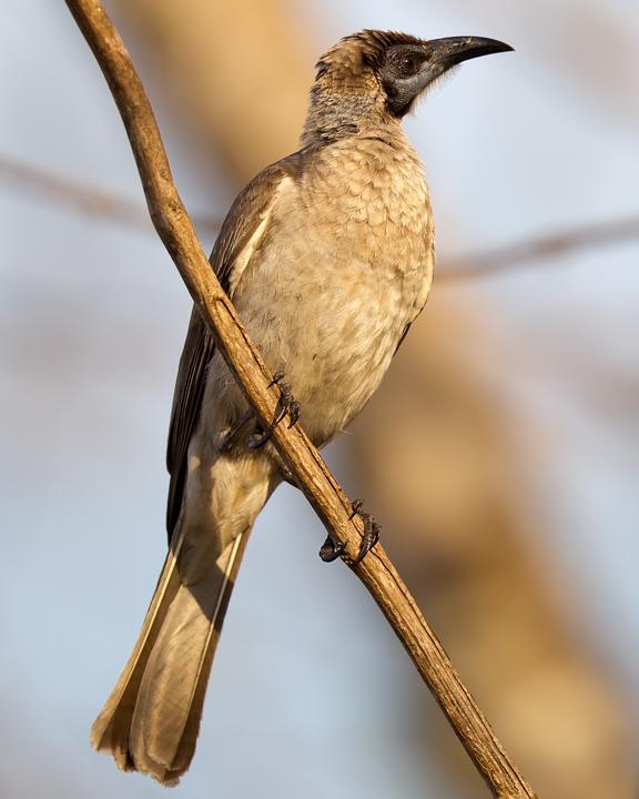 Little Friarbird Photo by Mat Gilfedder