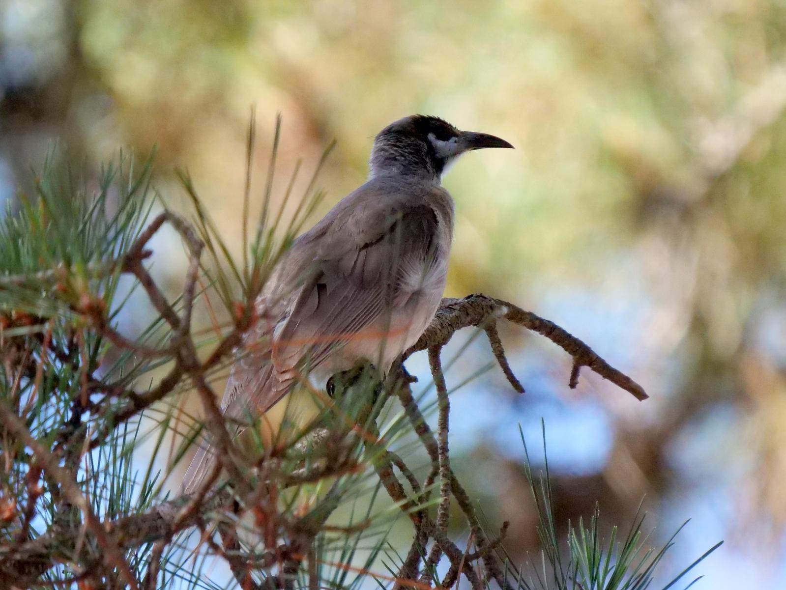 Little Friarbird Photo by Peter Lowe