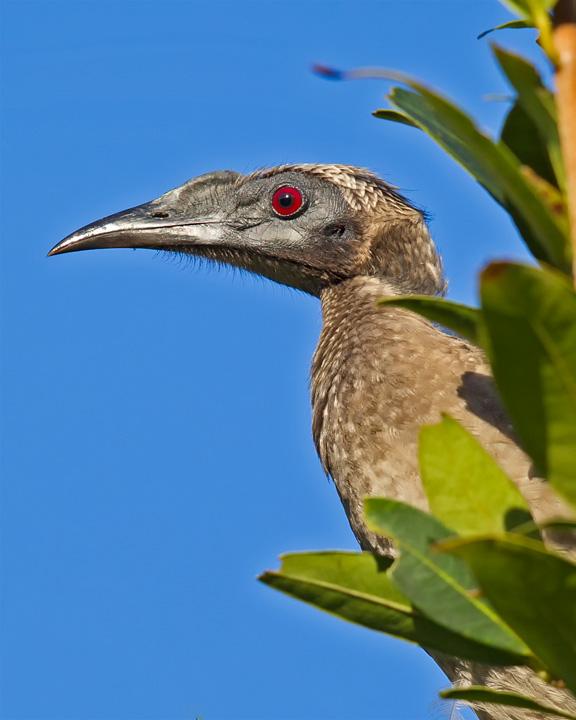 Helmeted Friarbird Photo by Mat Gilfedder