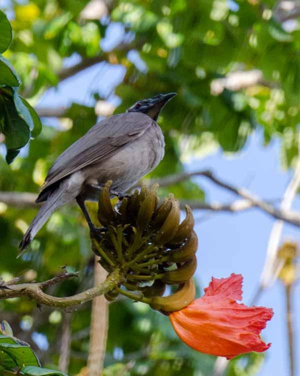Helmeted Friarbird Photo by Bob Hasenick