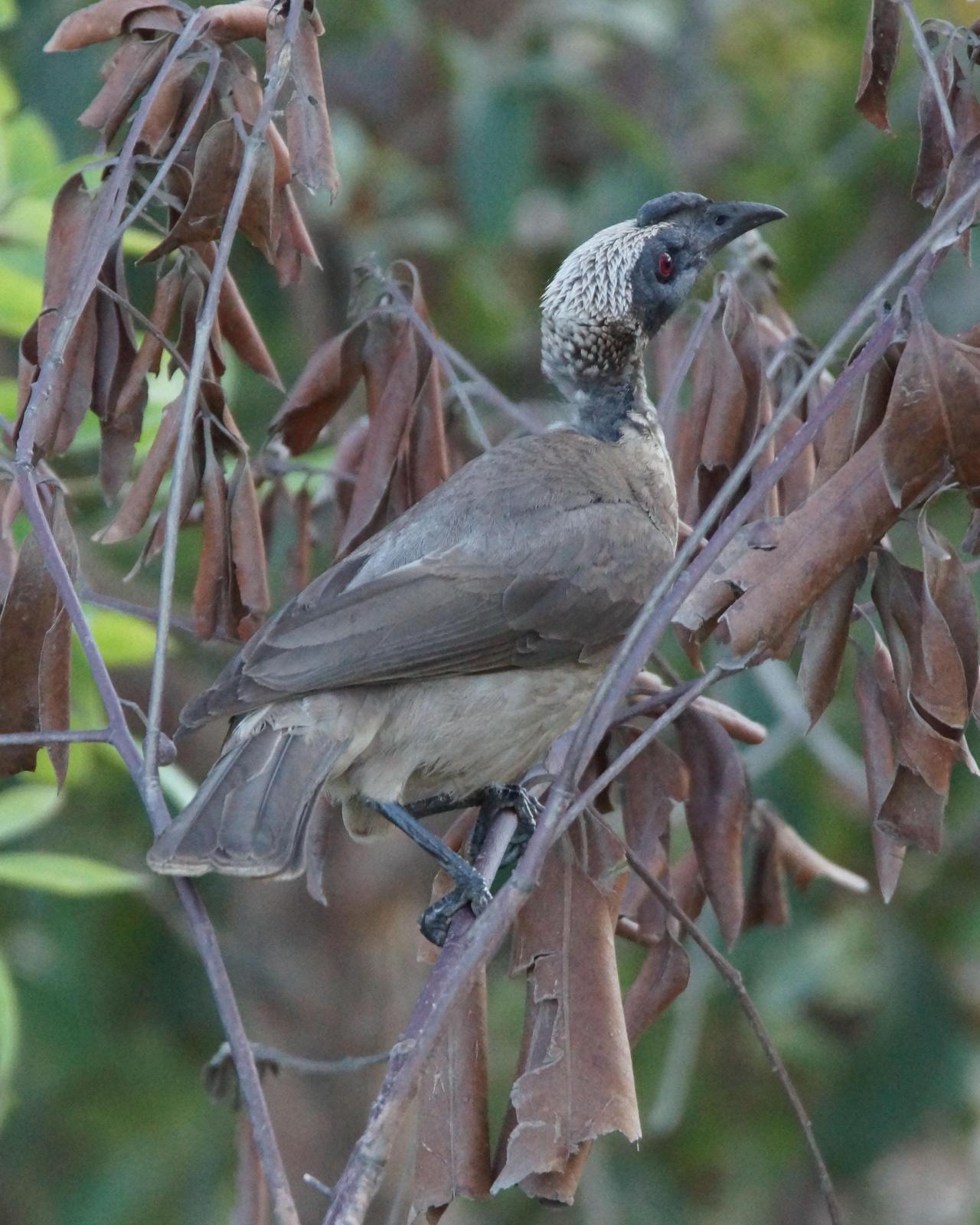 Helmeted Friarbird Photo by Steve Percival