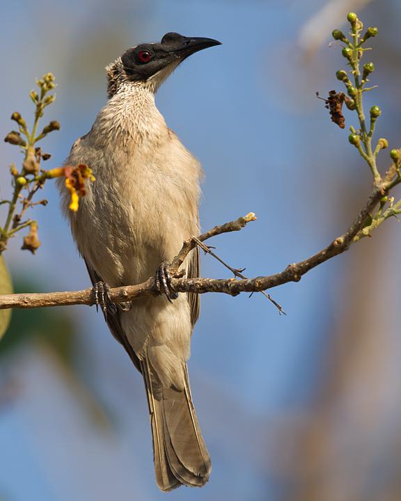 Silver-crowned Friarbird Photo by Mat Gilfedder
