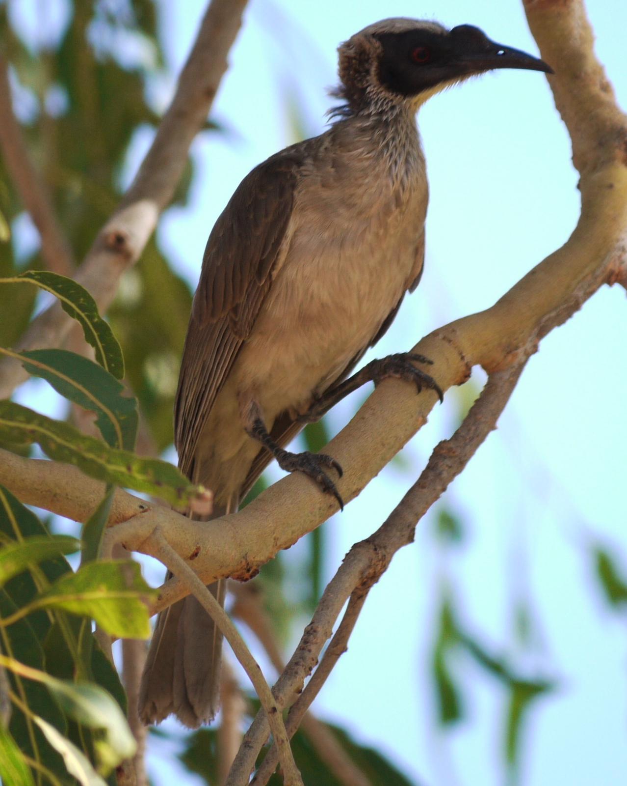 Silver-crowned Friarbird Photo by Peter Lowe