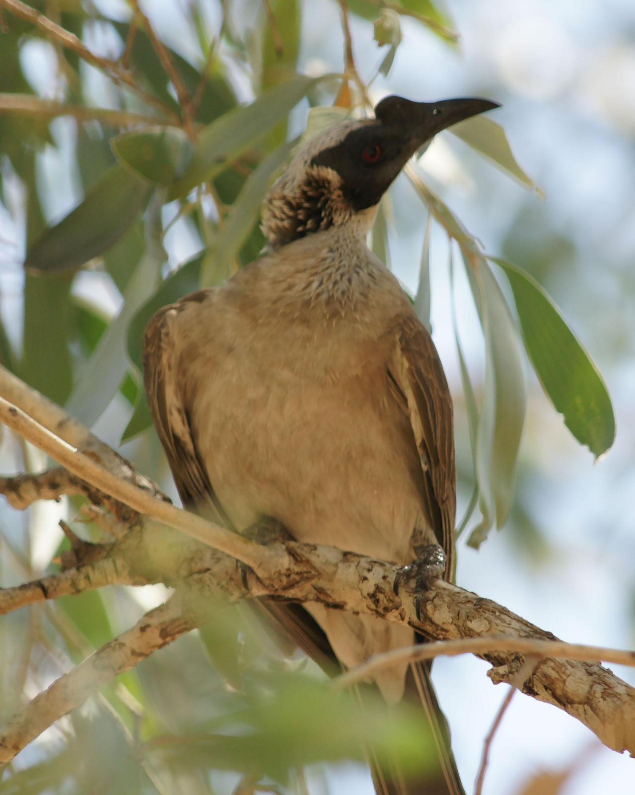 Silver-crowned Friarbird Photo by Steve Percival