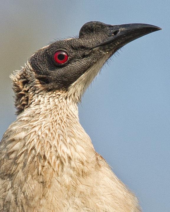 Silver-crowned Friarbird Photo by Mat Gilfedder