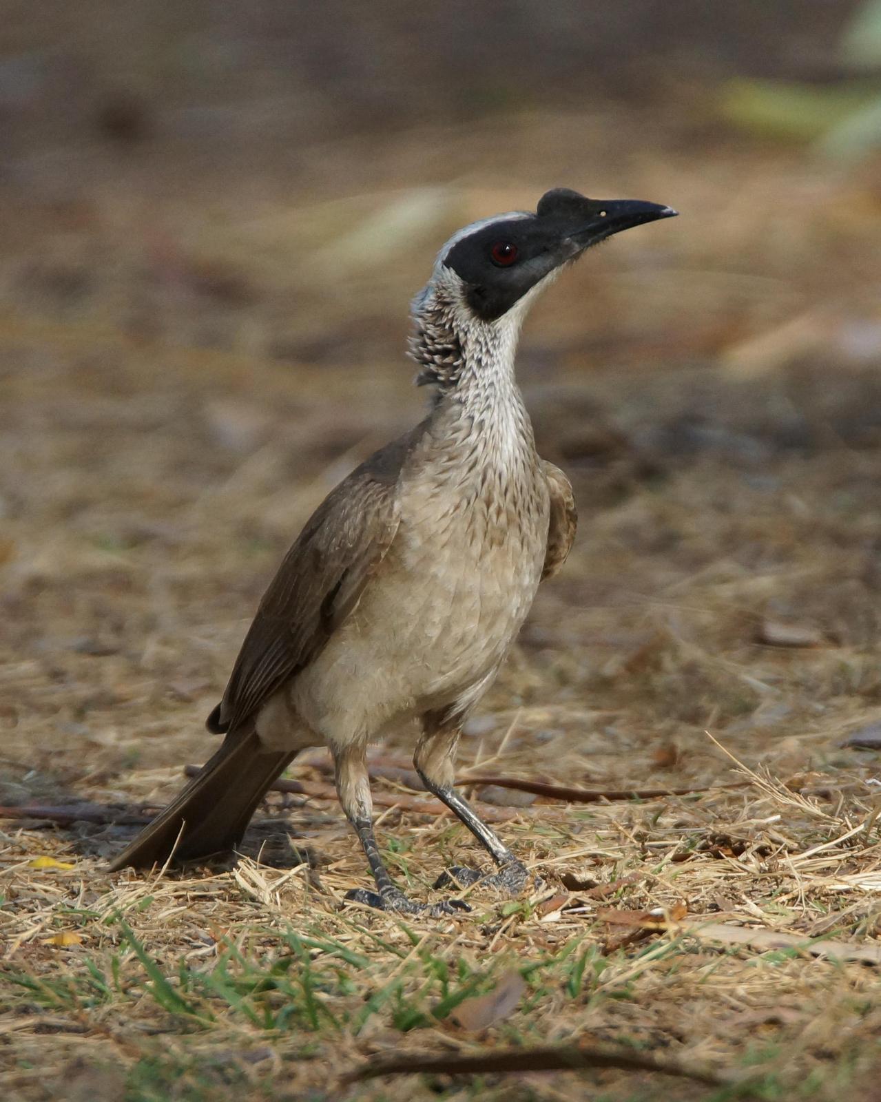 Silver-crowned Friarbird Photo by Steve Percival