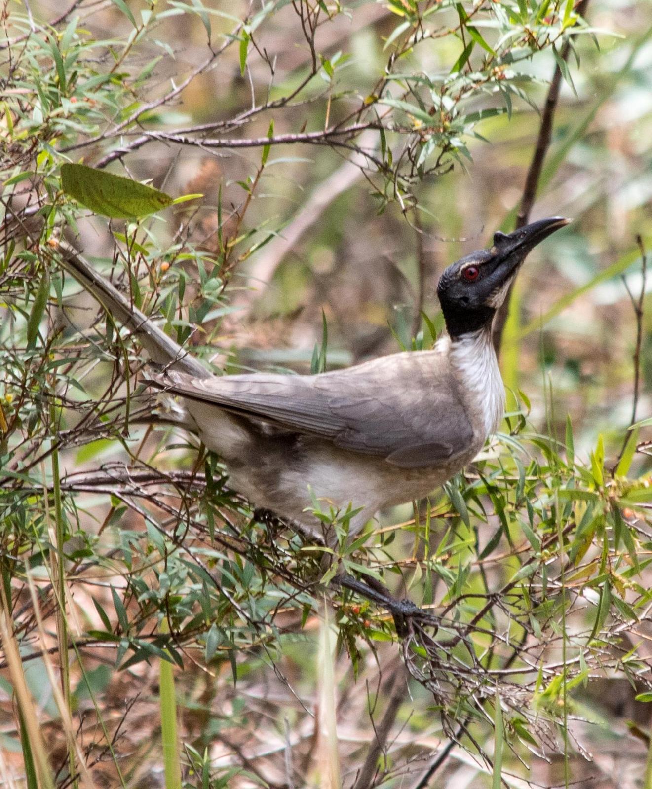 Noisy Friarbird Photo by Mark Baldwin