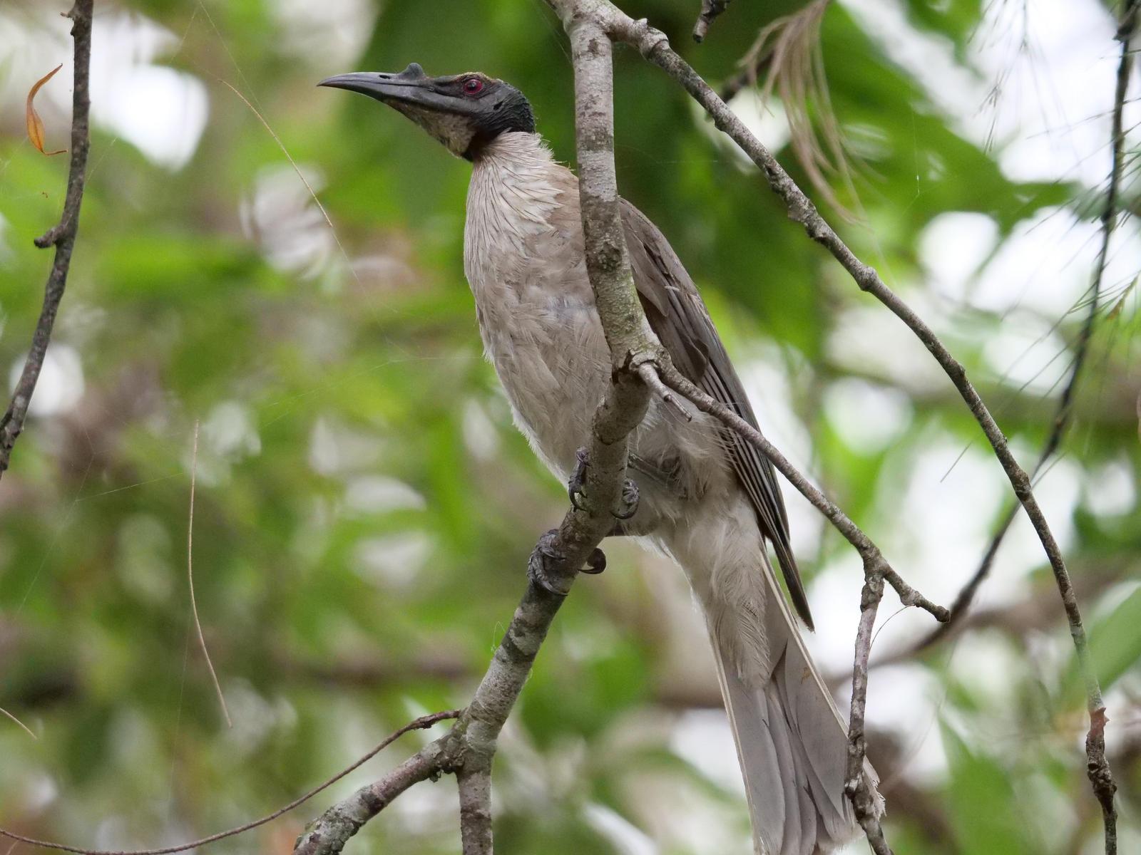 Noisy Friarbird Photo by Peter Lowe