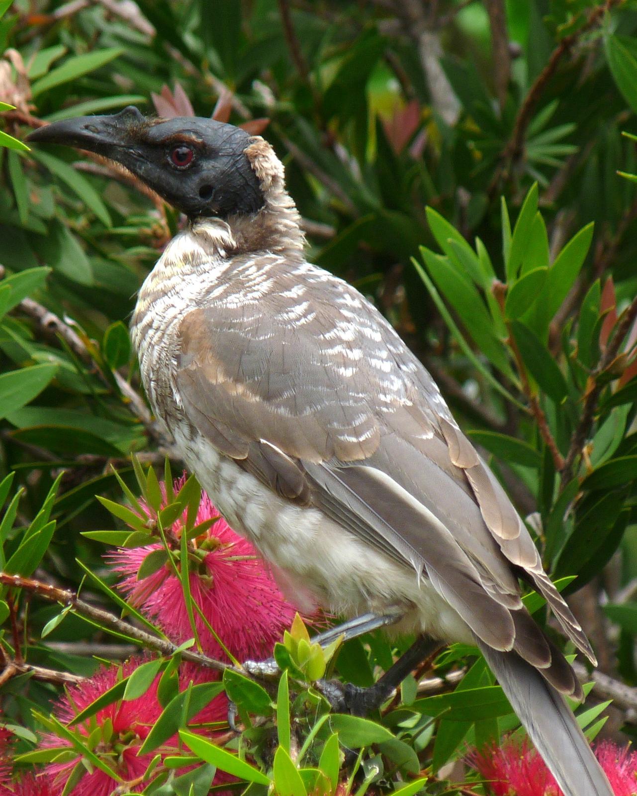 Noisy Friarbird Photo by Peter Lowe