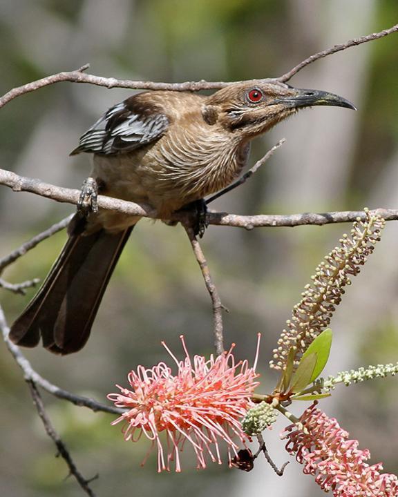 New Caledonian Friarbird Photo by Chris Wiley