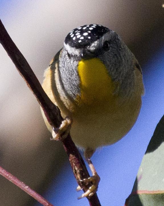 Spotted Pardalote Photo by Cal Walters