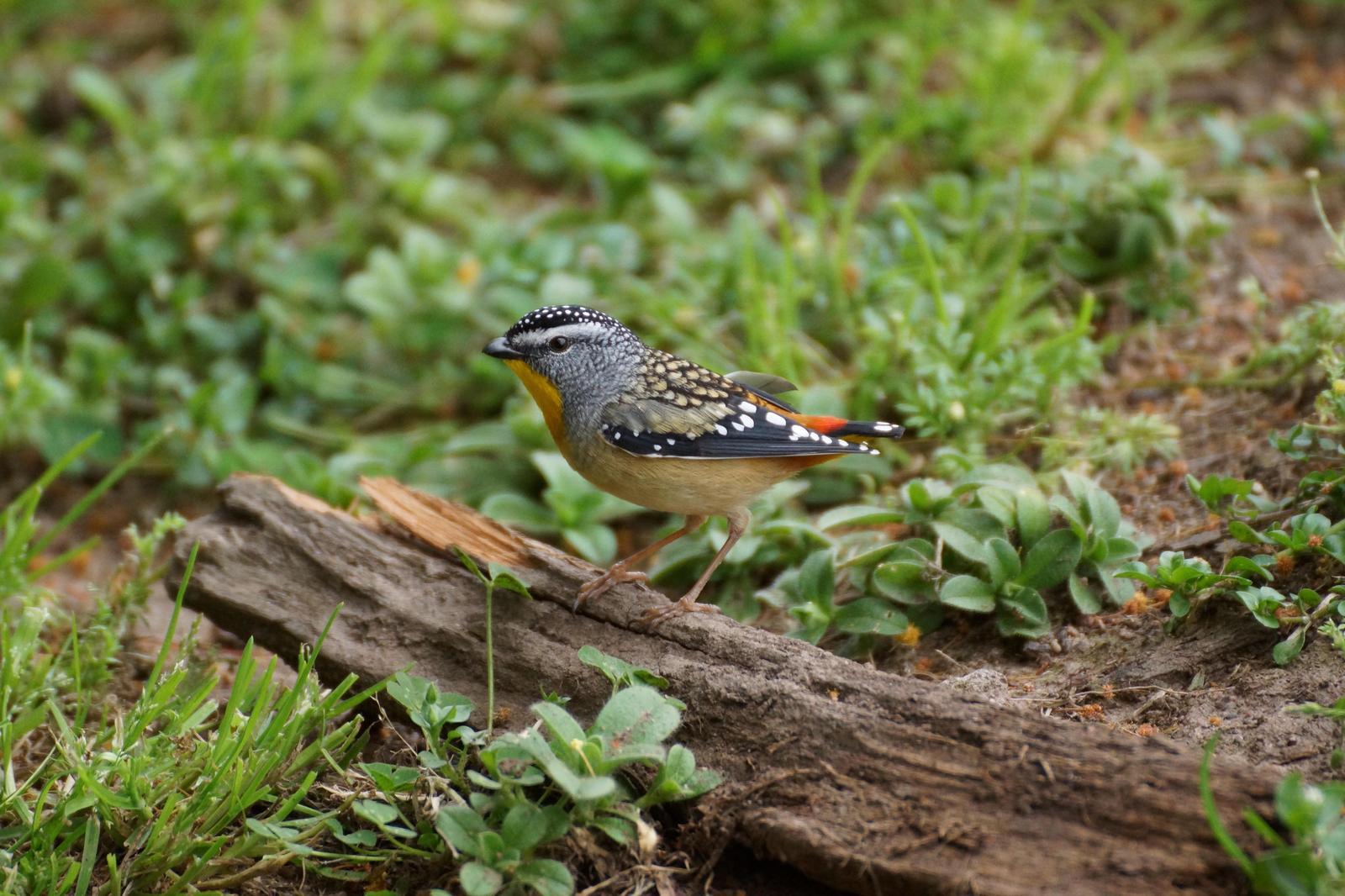 Spotted Pardalote Photo by Reuben Worseldine