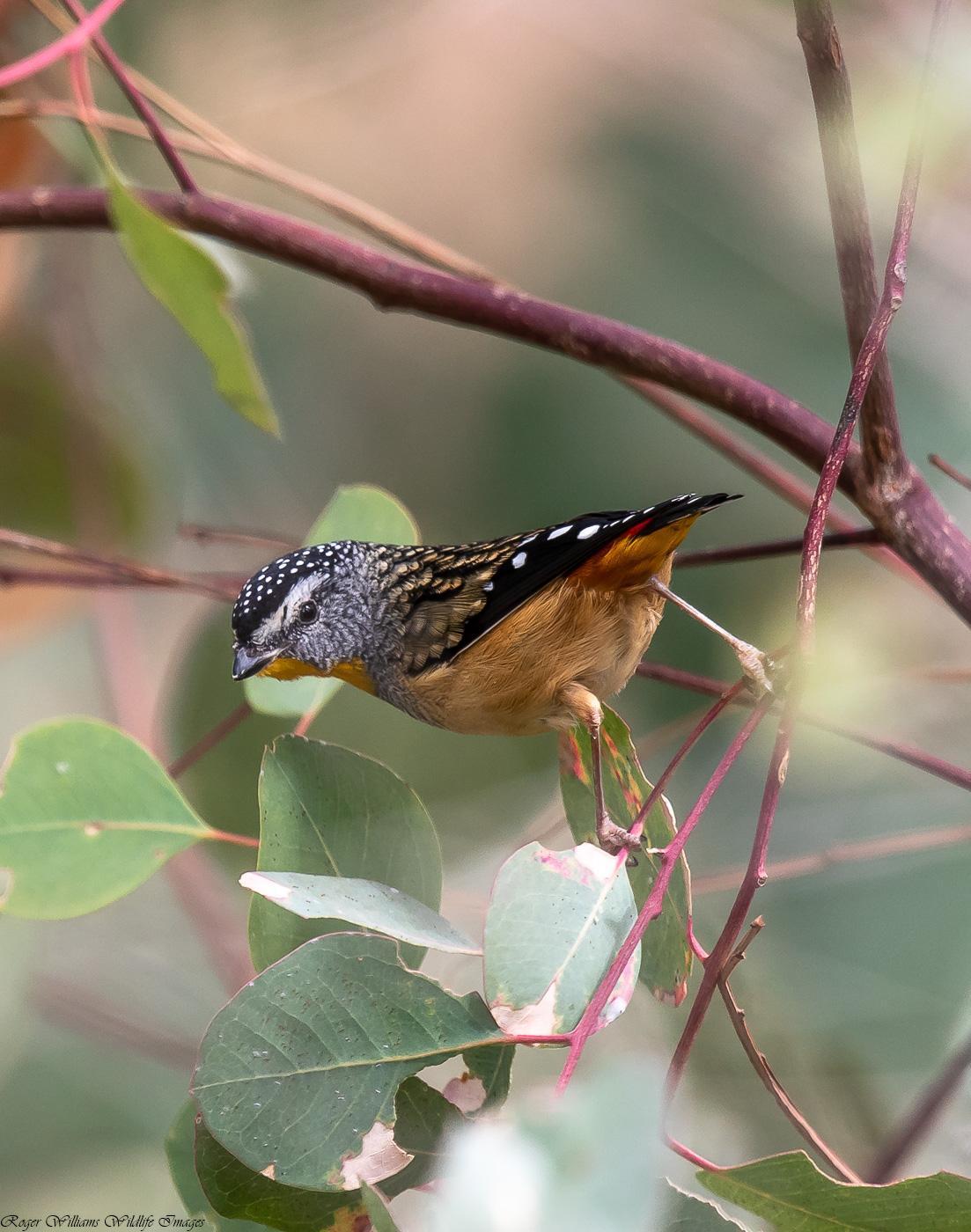 Spotted Pardalote Photo by Roger Williams
