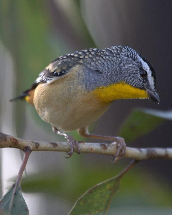 Spotted Pardalote Photo by Mat Gilfedder