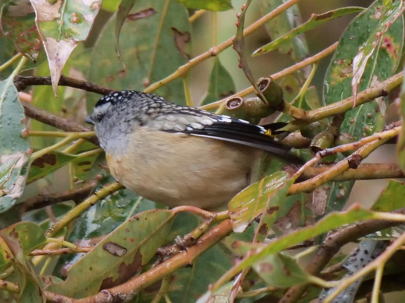 Spotted Pardalote Photo by Peter Lowe