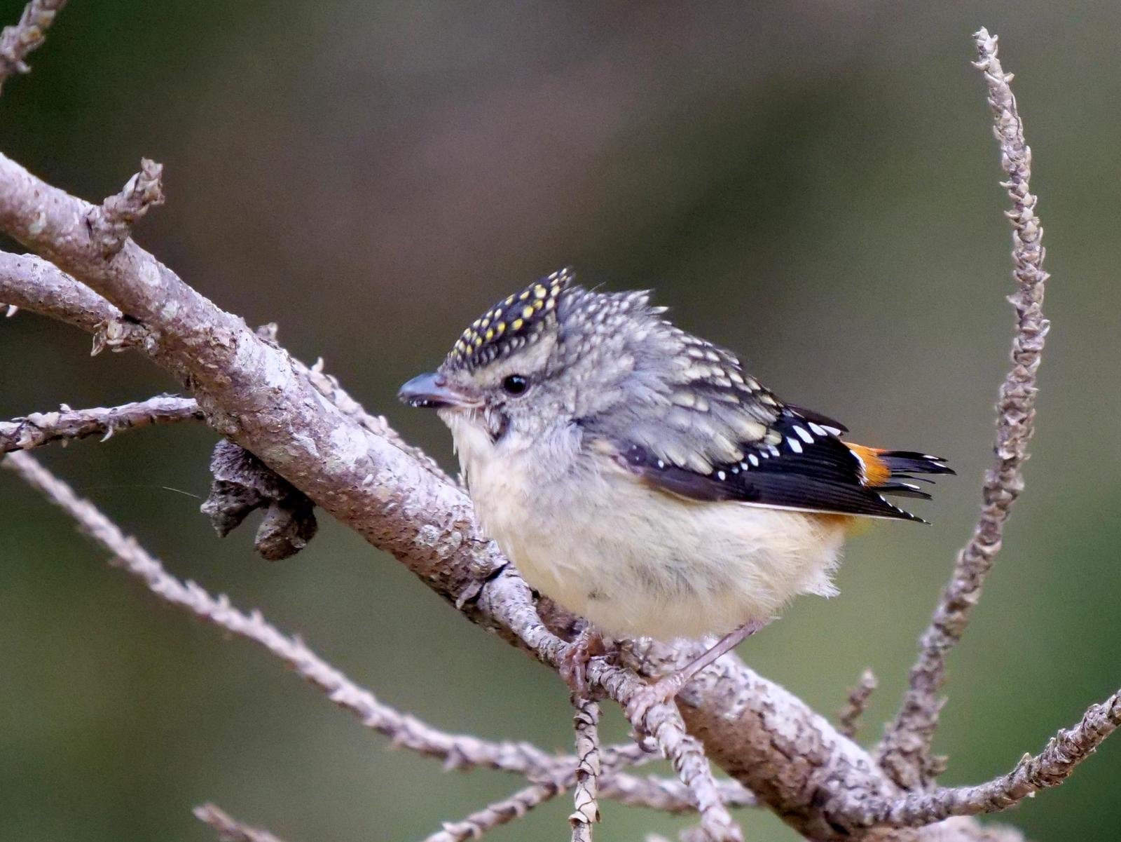 Spotted Pardalote Photo by Peter Lowe