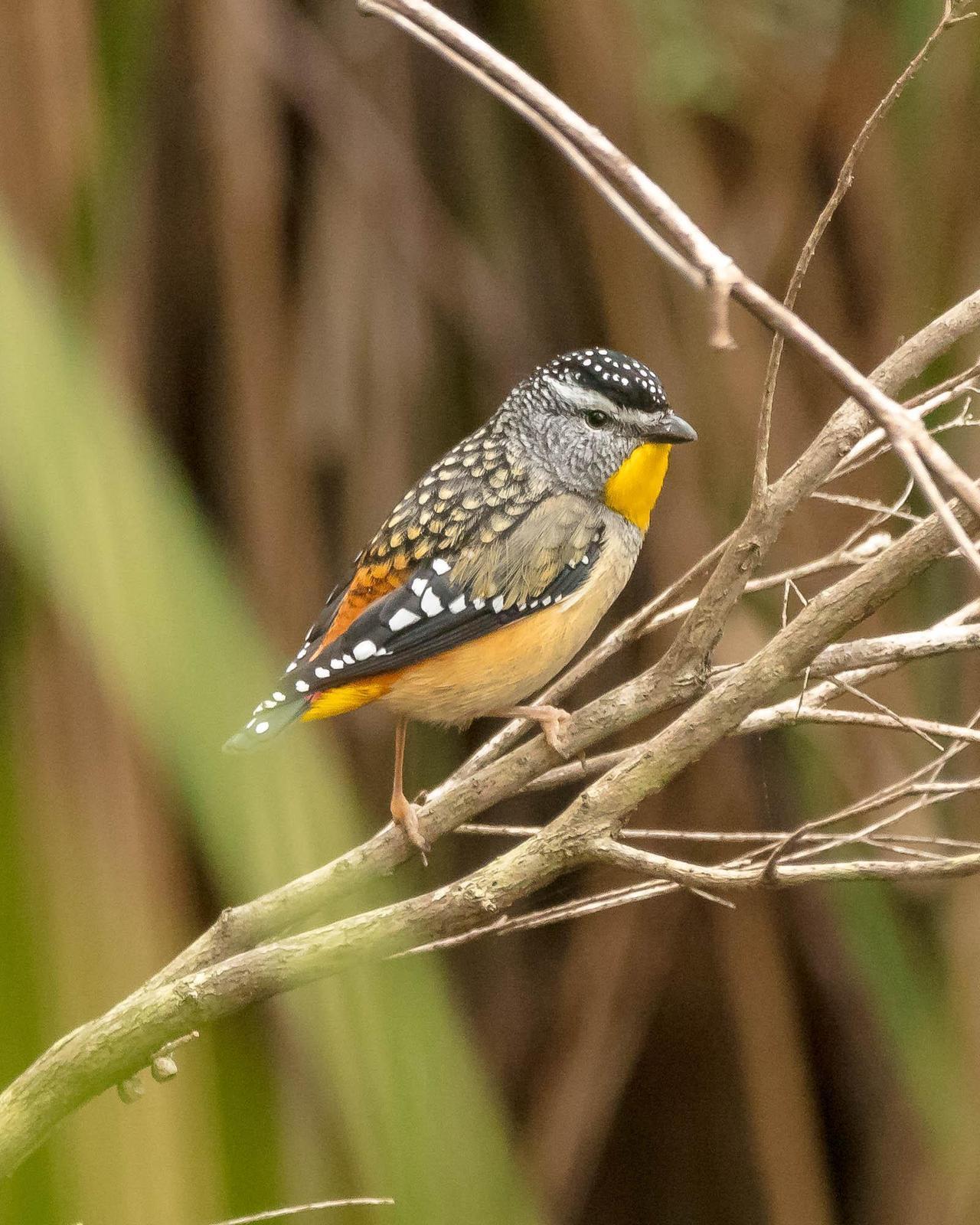 Spotted Pardalote Photo by Denis Rivard