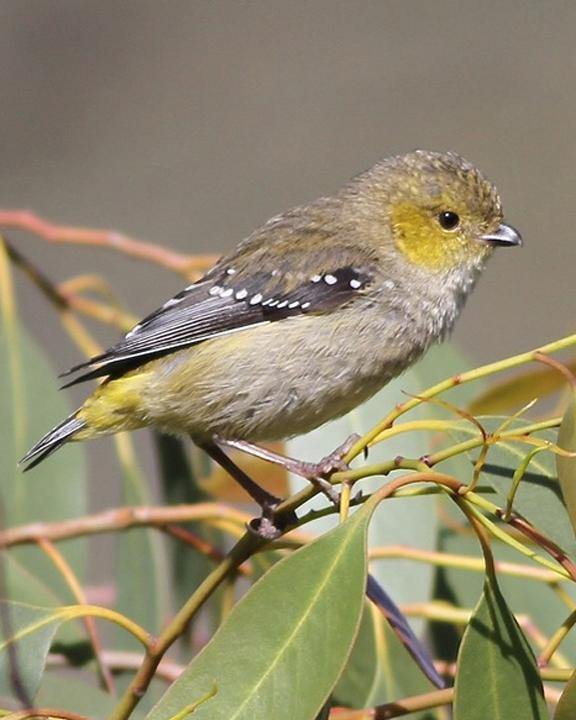 Forty-spotted Pardalote Photo by Chris Wiley