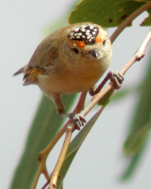 Red-browed Pardalote Photo by Tom Tarrant
