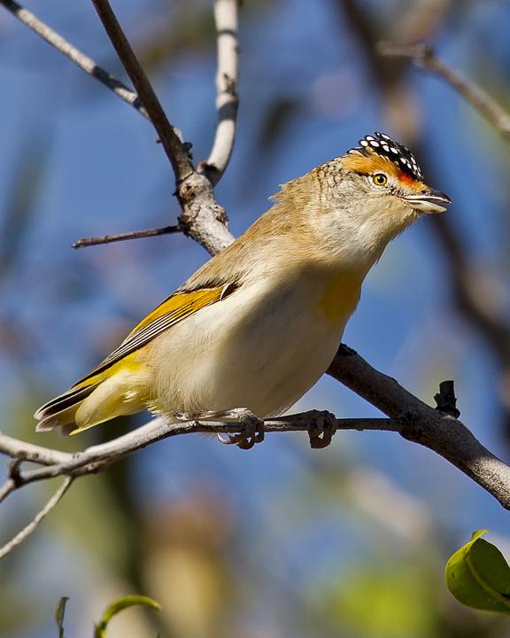 Red-browed Pardalote Photo by Mat Gilfedder