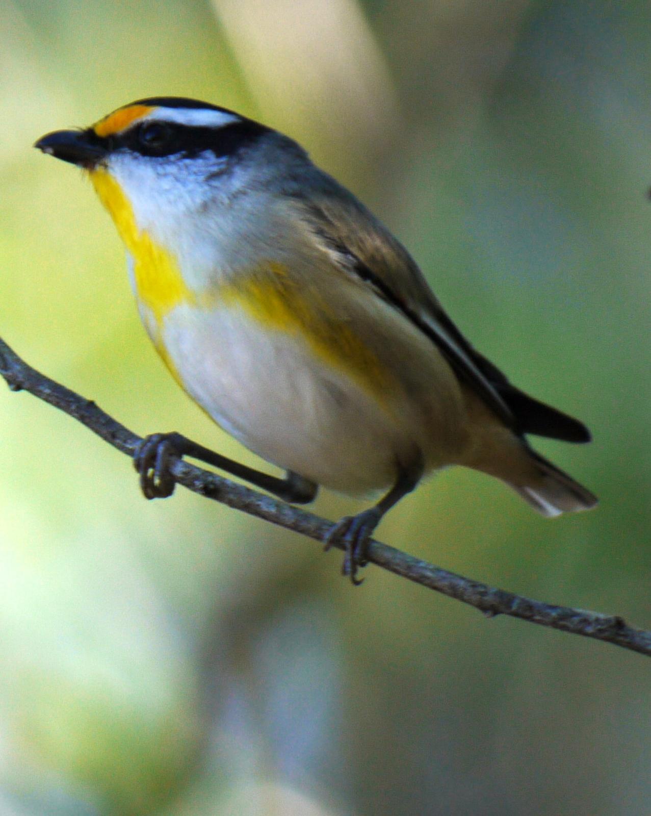 Striated Pardalote Photo by Peter Lowe