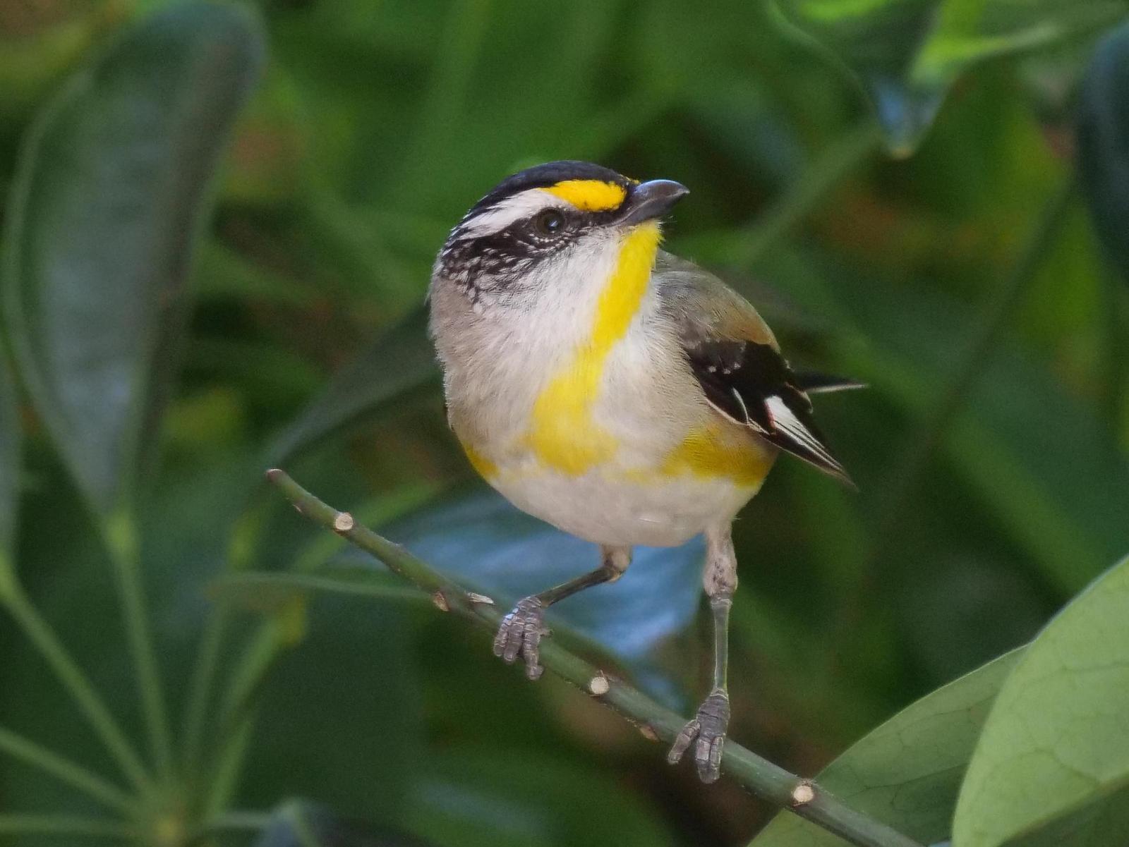 Striated Pardalote Photo by Peter Lowe