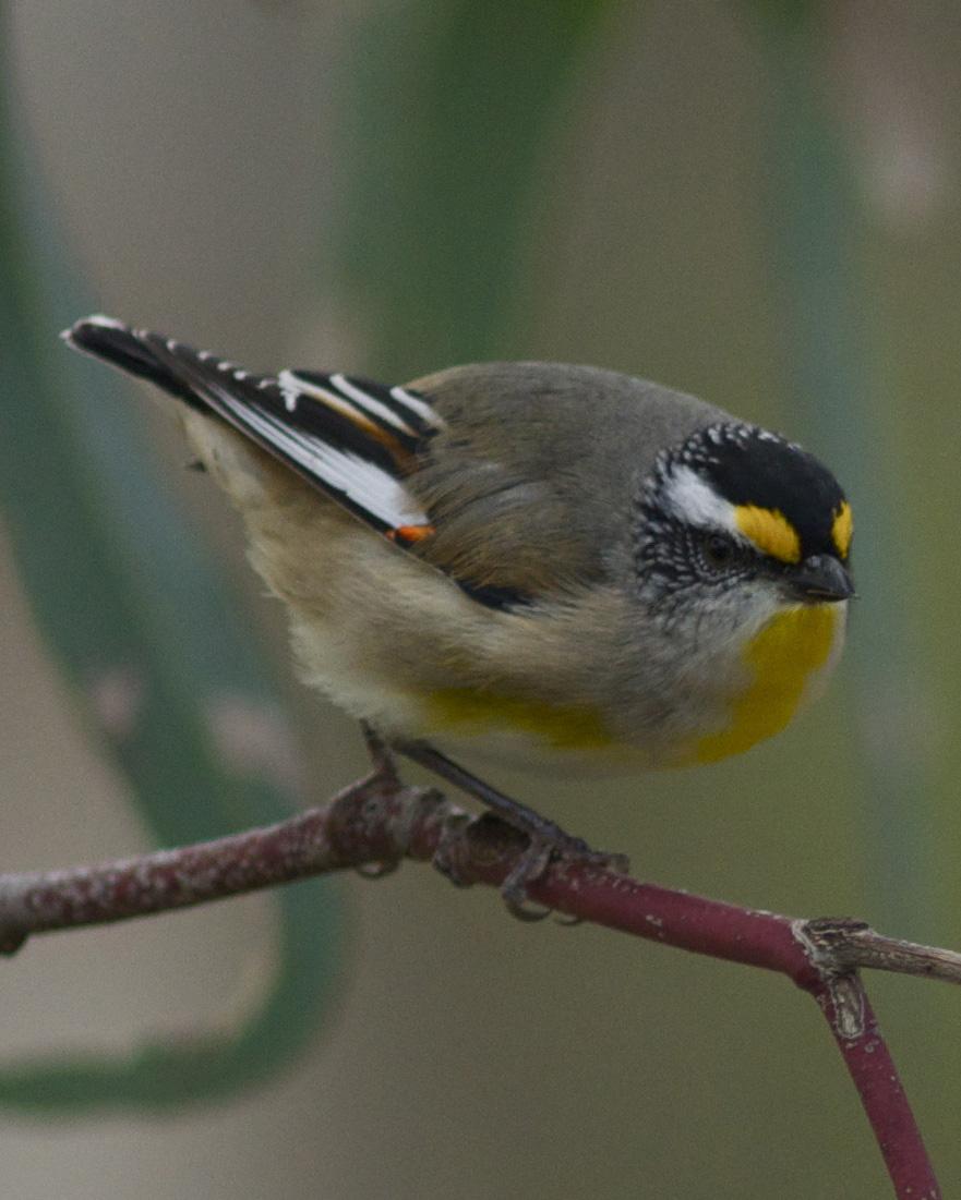 Striated Pardalote Photo by Jonathan Bent