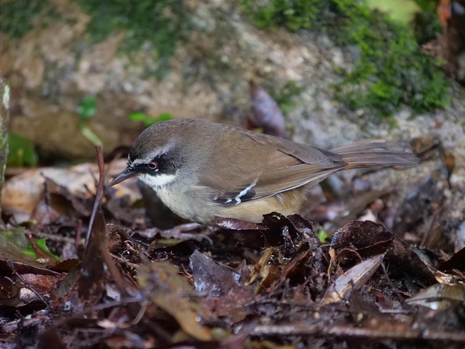 White-browed Scrubwren Photo by Peter Lowe
