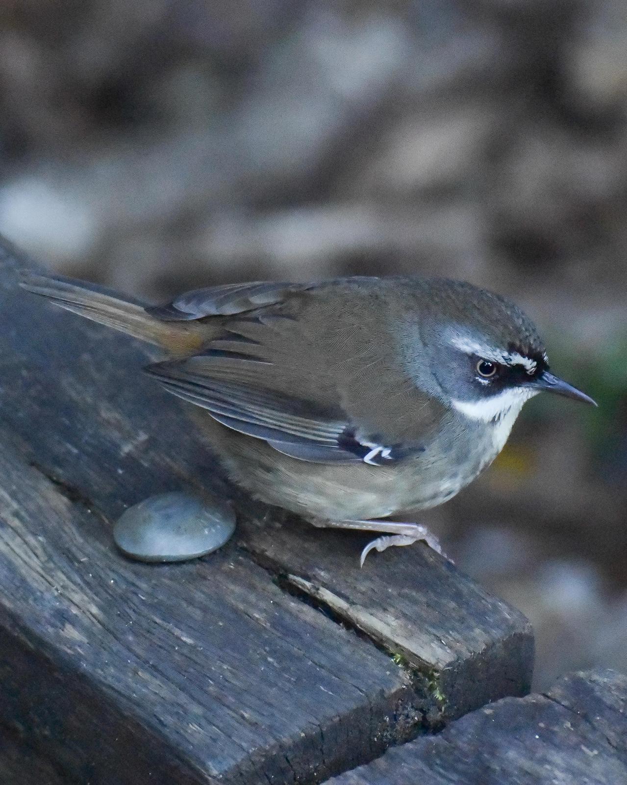 White-browed Scrubwren Photo by Emily Percival