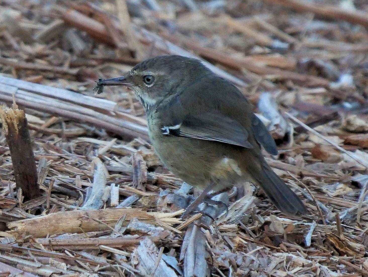 White-browed Scrubwren (Spotted) Photo by Peter Lowe