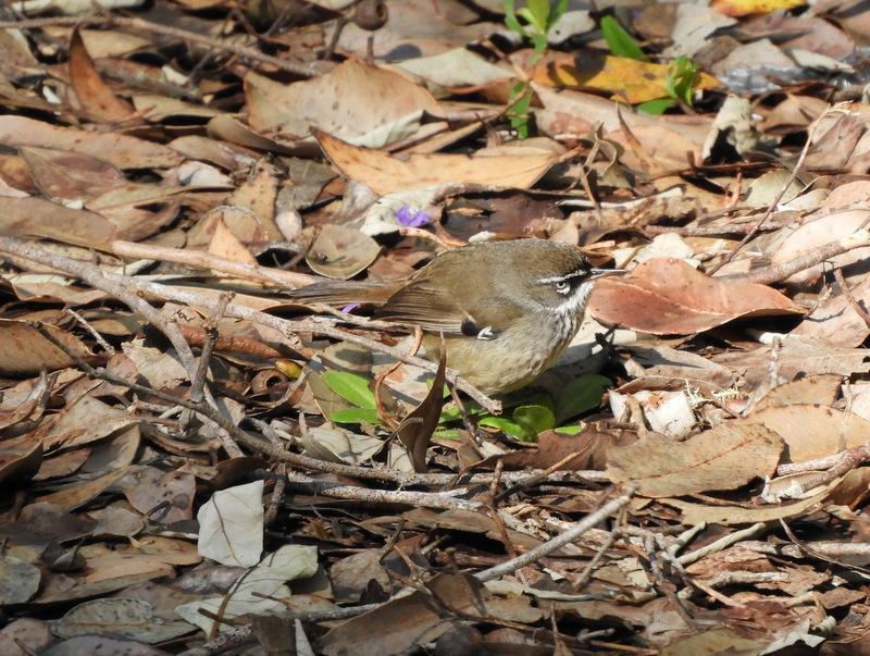 White-browed Scrubwren (Spotted) Photo by Jeff Harding