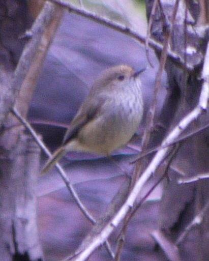 Brown Thornbill Photo by Peter Lowe