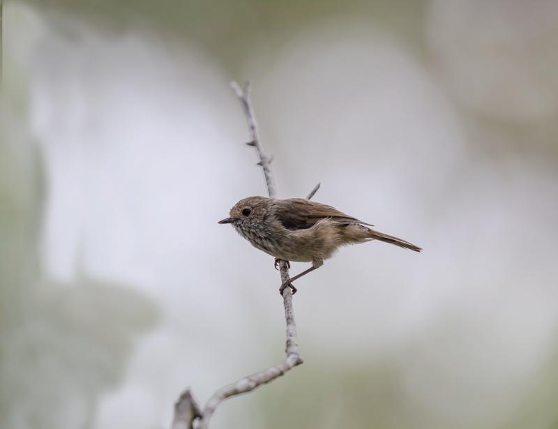 Brown Thornbill Photo by Roger Williams