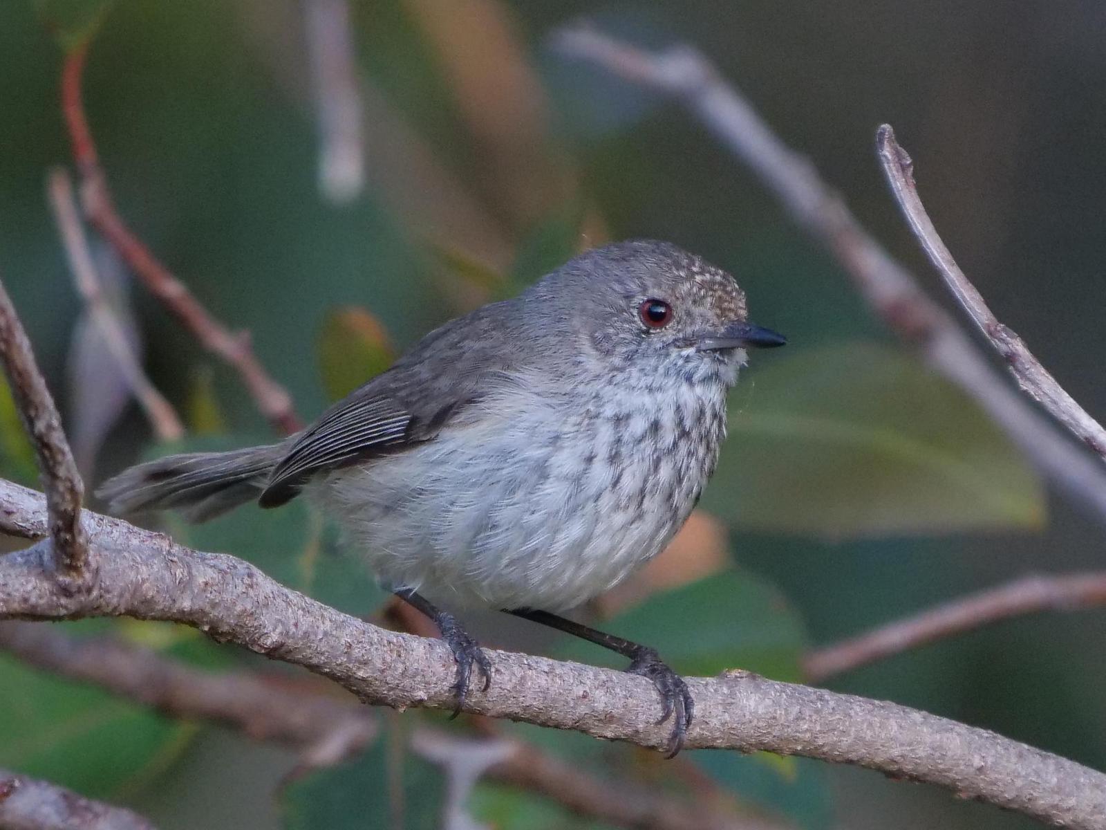 Inland Thornbill Photo by Peter Lowe