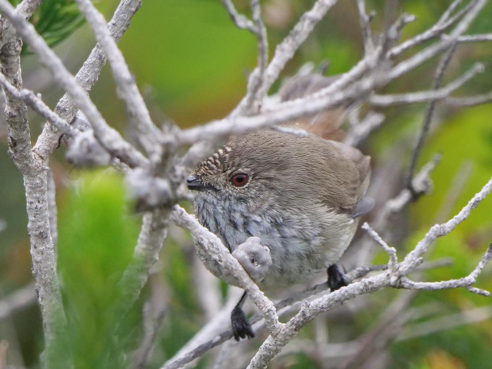 Inland Thornbill Photo by Peter Lowe