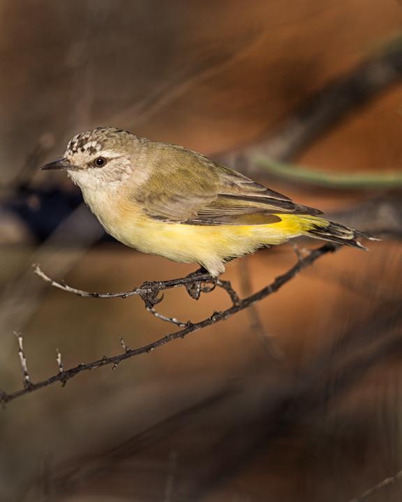 Yellow-rumped Thornbill Photo by Mat Gilfedder