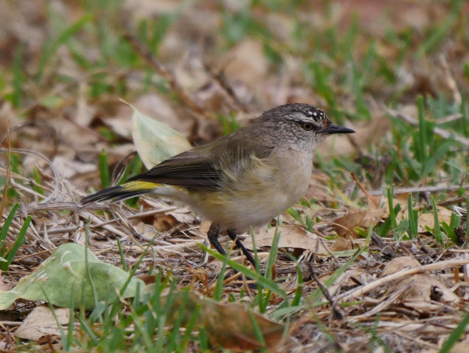 Yellow-rumped Thornbill Photo by Peter Lowe